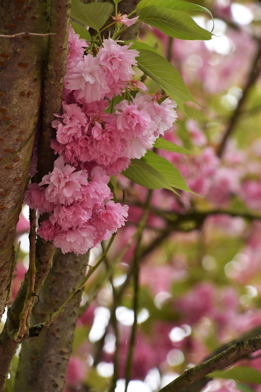 tree  flower  nature free photo