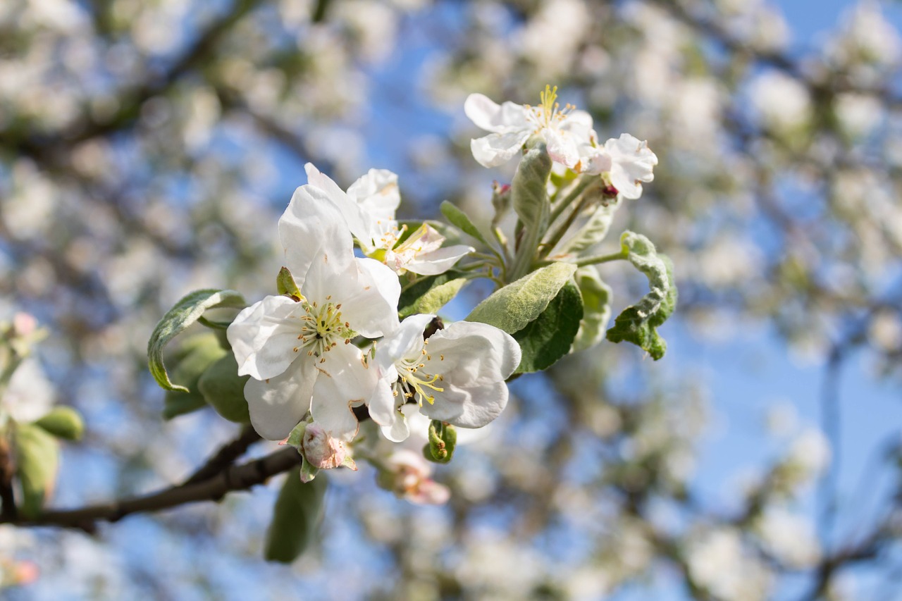 tree  flower  branch free photo