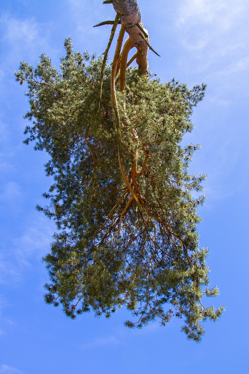tree  pine  sky free photo