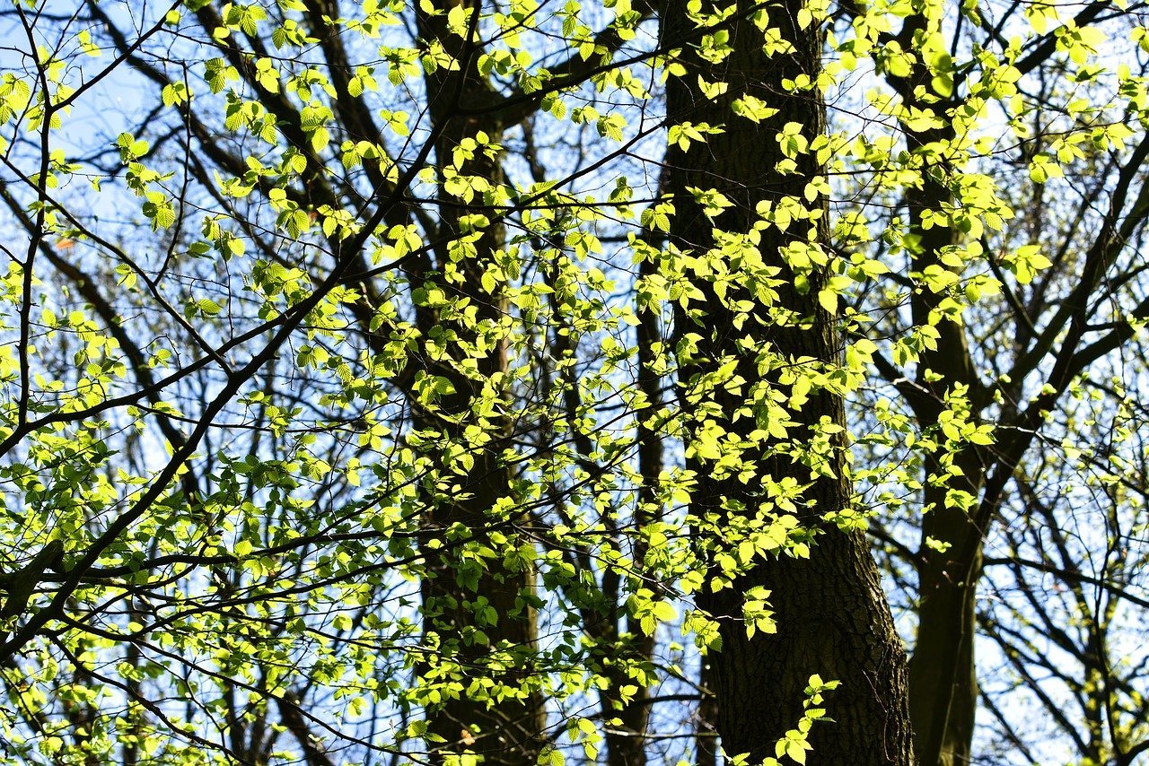 tree  branch  foliage free photo