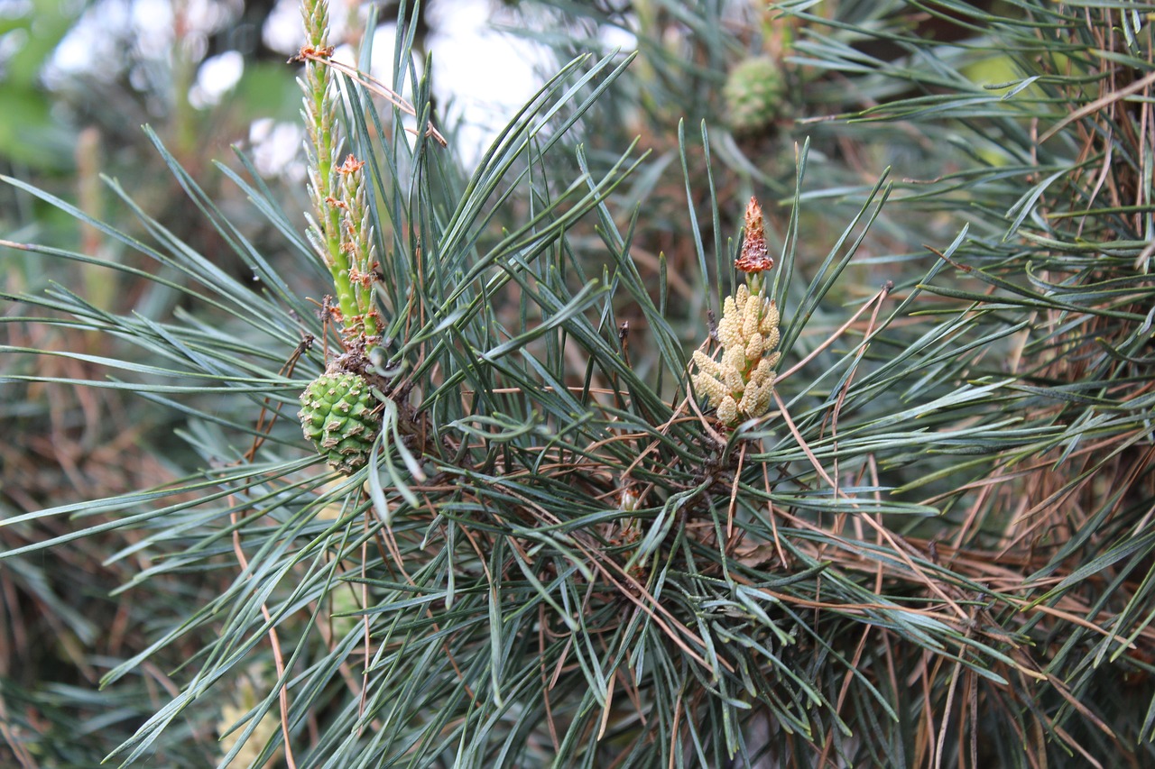 tree  nature  plant free photo