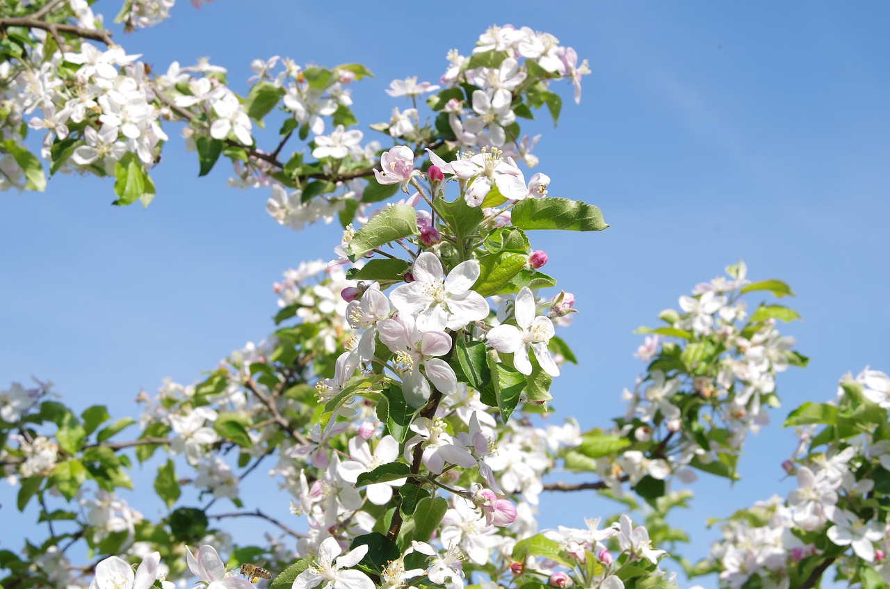 tree  flower  plant free photo