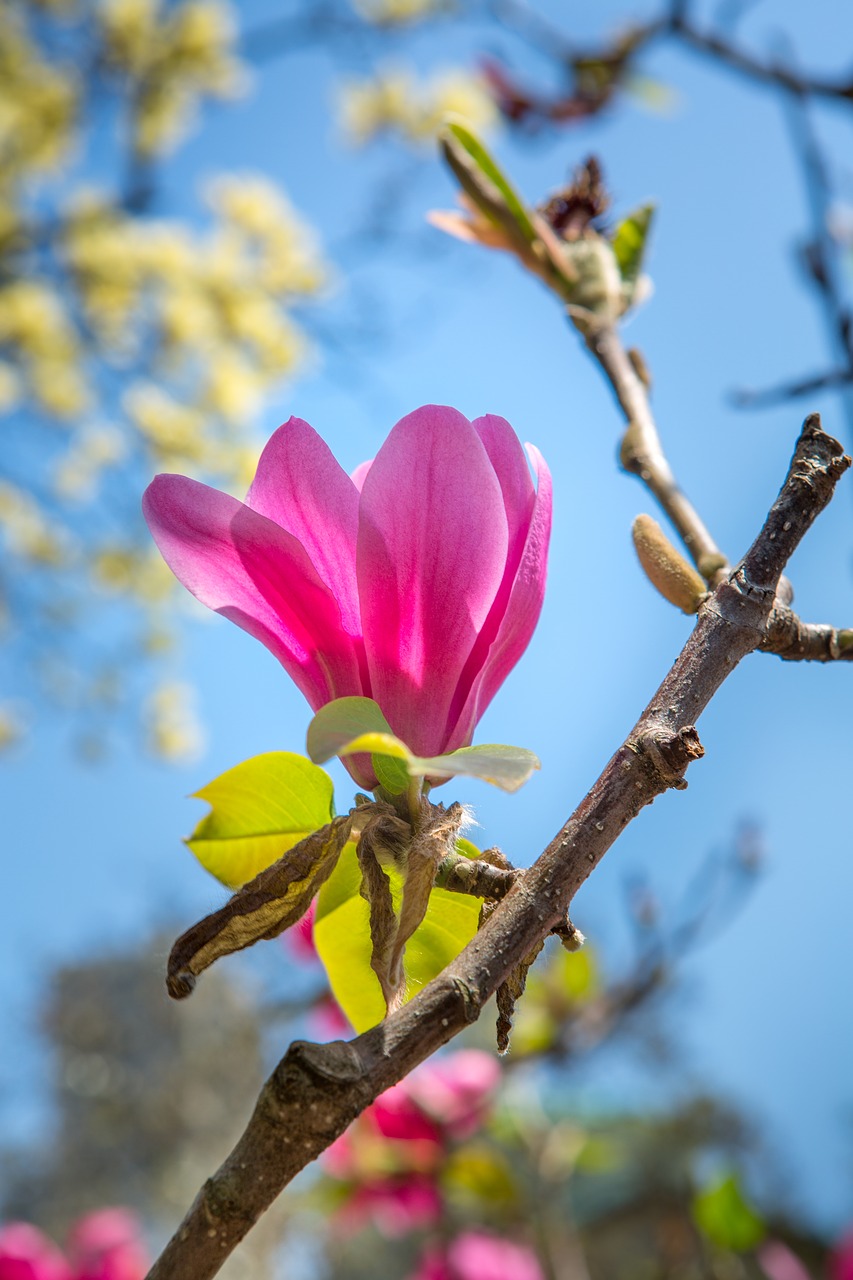 tree  nature  flower free photo