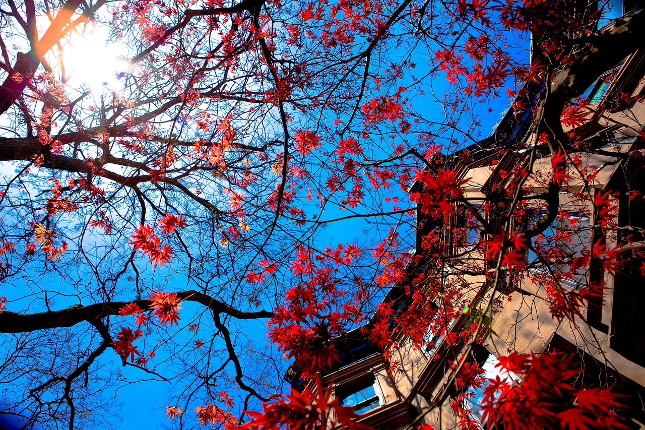 tree  house  blue sky free photo