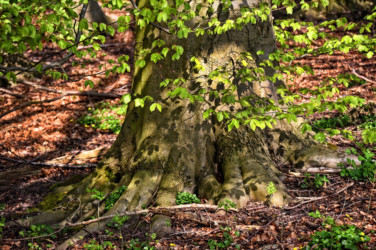 tree  trunk  roots free photo