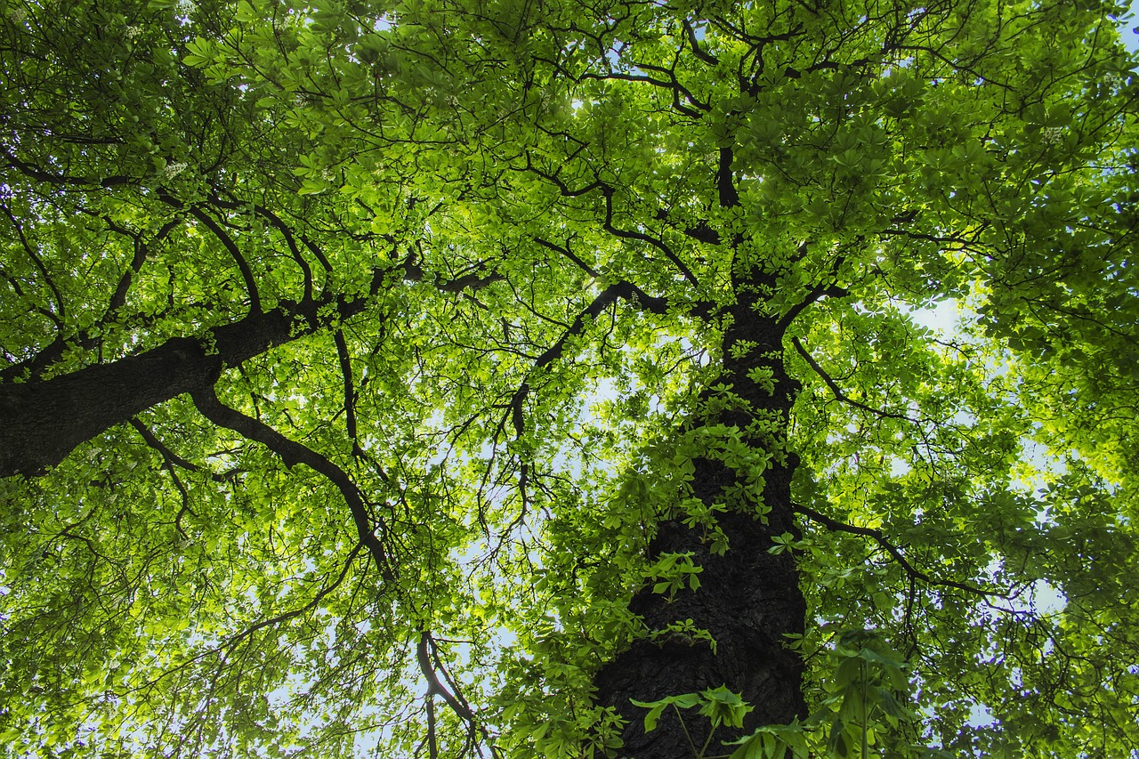 tree  leaf  nature free photo