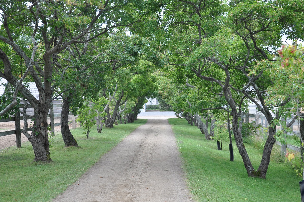 tree  nature  wood free photo