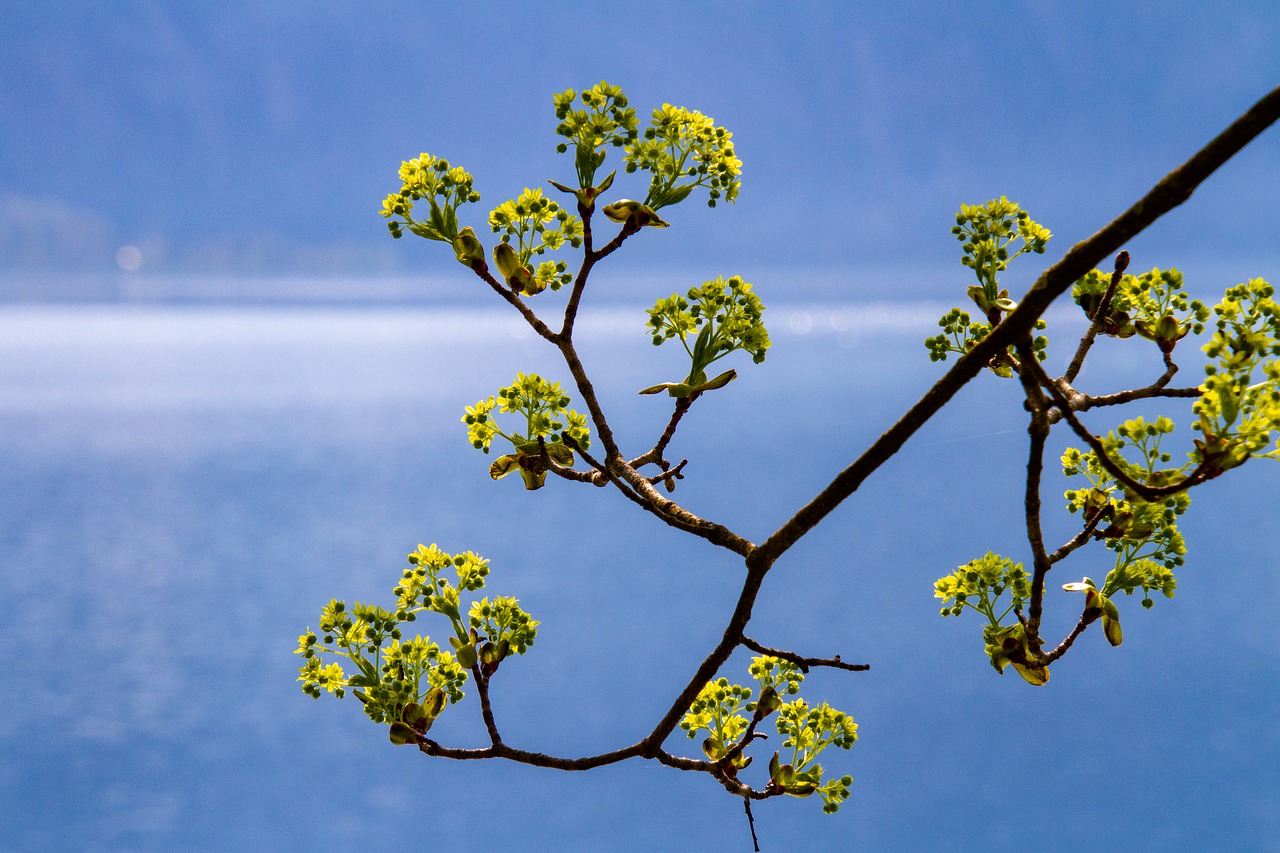 tree  flowers  branch free photo