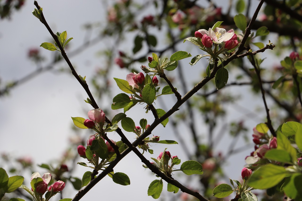 tree  branch  flower free photo