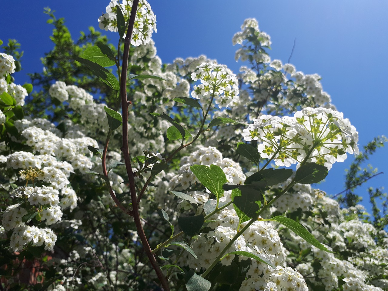 tree  flower  nature free photo