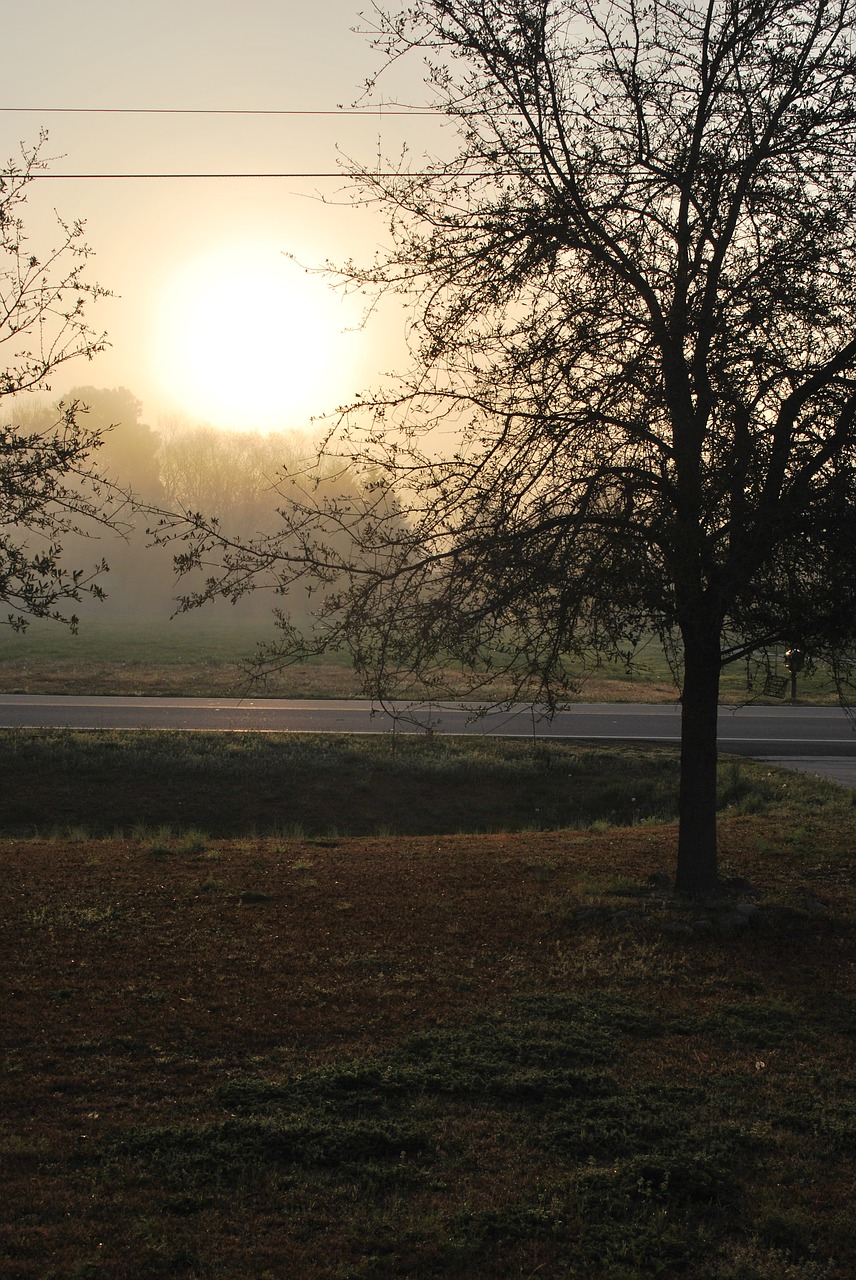 tree  landscape  nature free photo