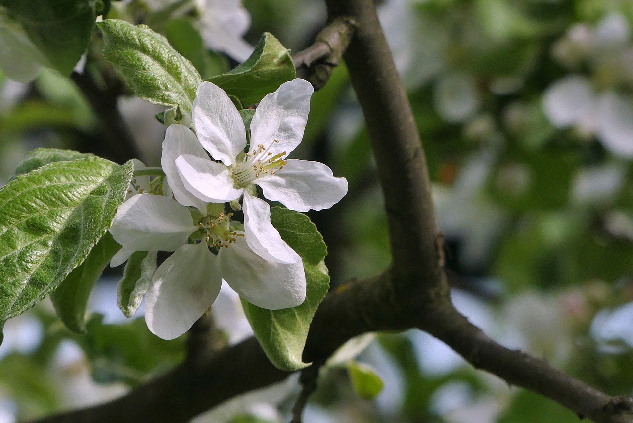 tree  flower  nature free photo