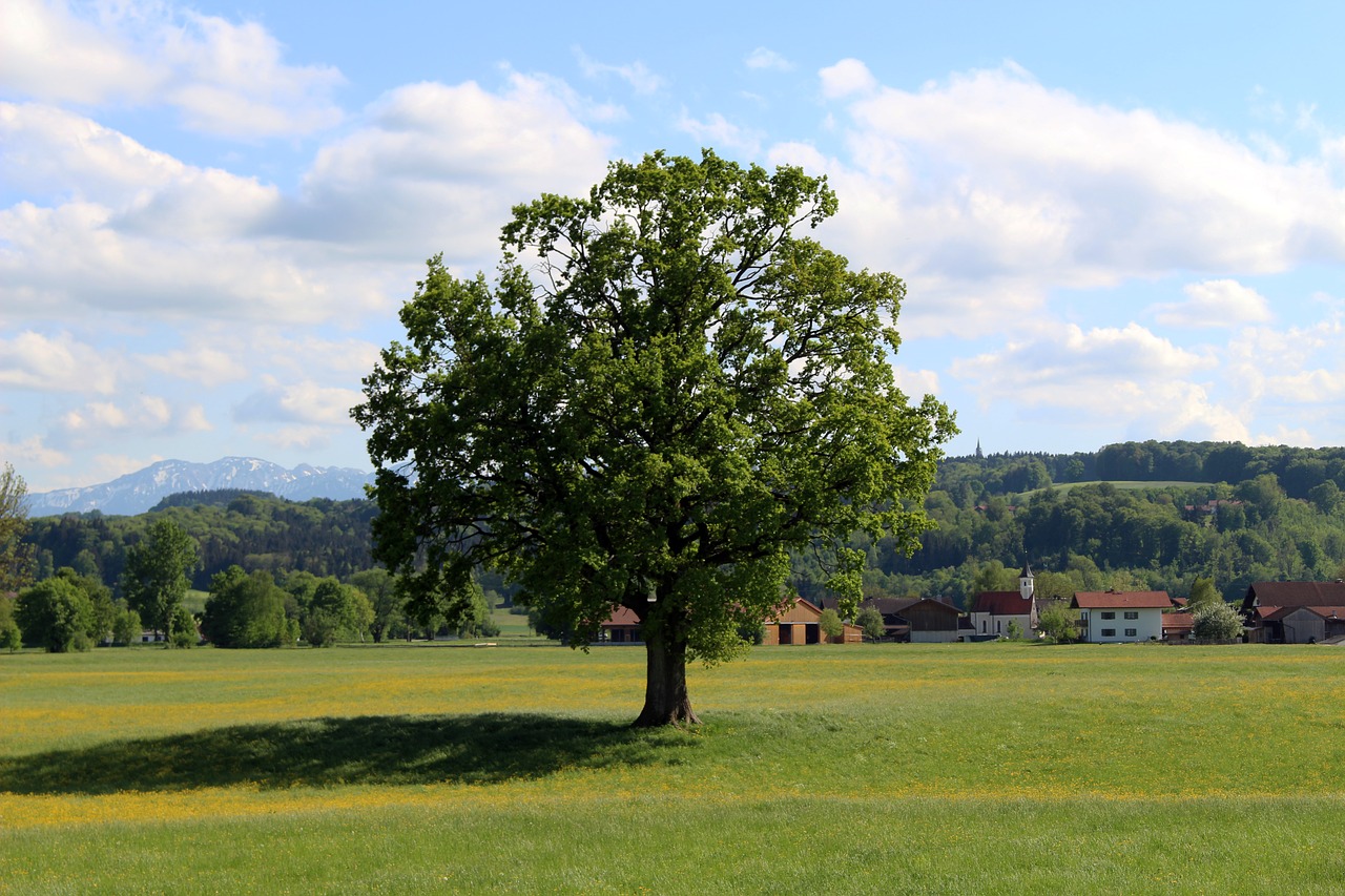 tree  landscape  nature free photo