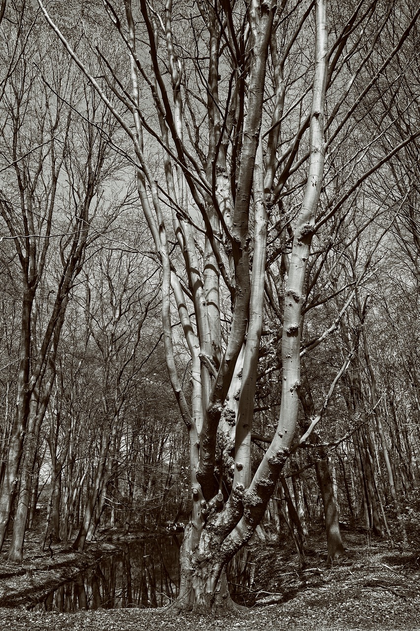 tree  trunk  branch free photo
