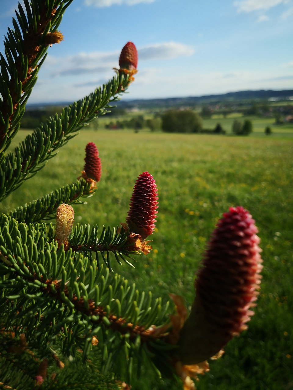 tree  conifer  pine free photo