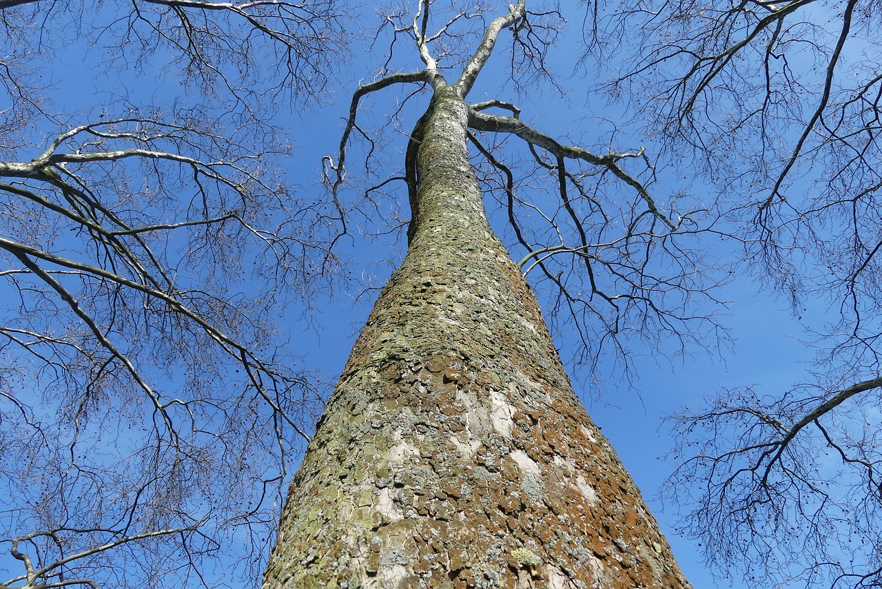 tree  winter  nature free photo