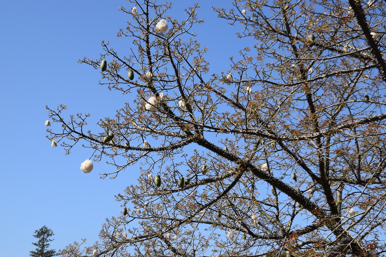 tree  branch  blue sky free photo