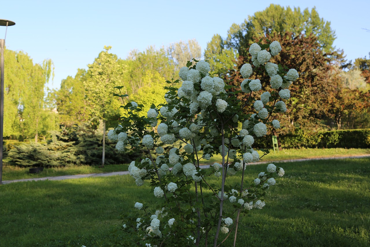 tree  nature  plant free photo