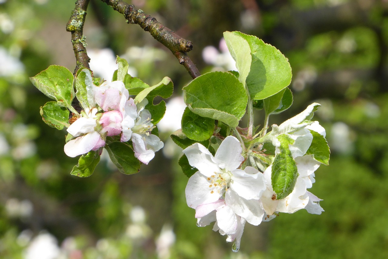 tree  nature  branch free photo