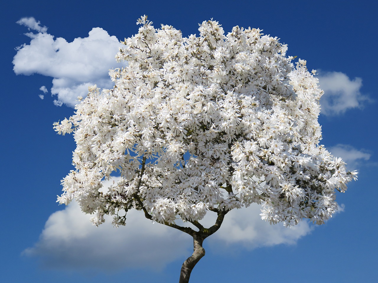 tree  magnolia  spring free photo