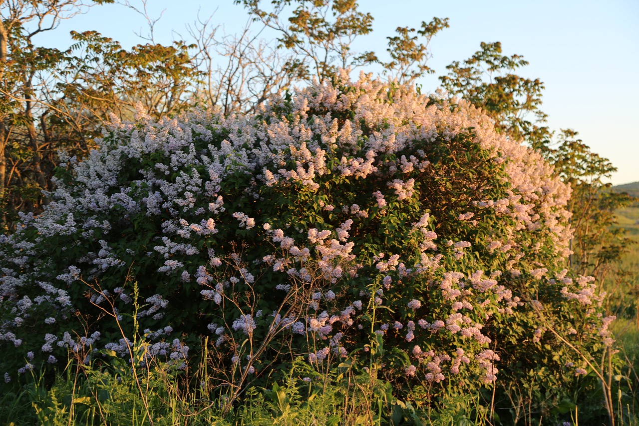 tree  flower  nature free photo