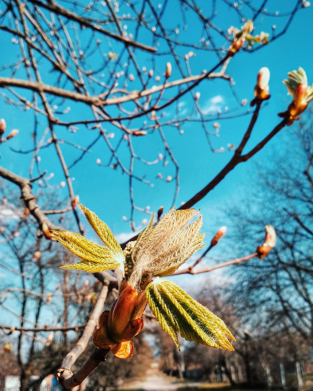 tree  nature  branch free photo