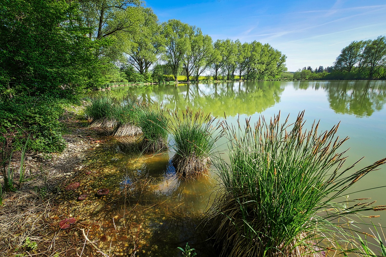 tree  nature  waters free photo