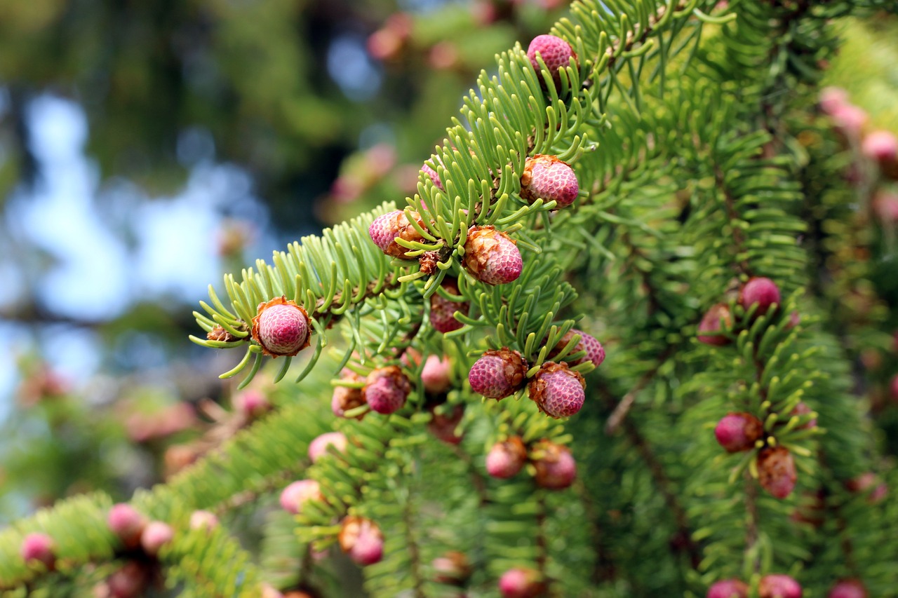 tree  spruce  spring free photo