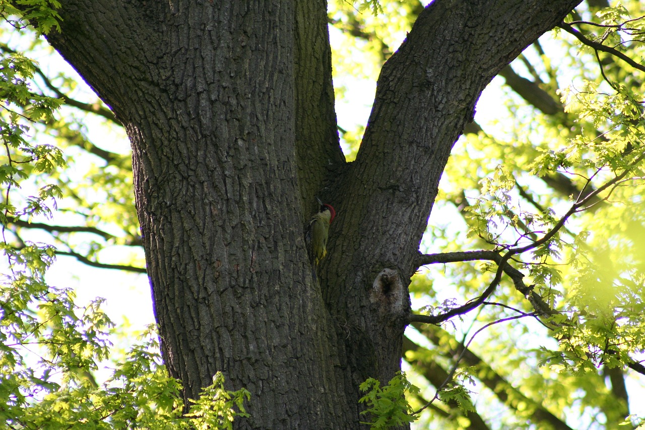 tree  nature  leaf free photo