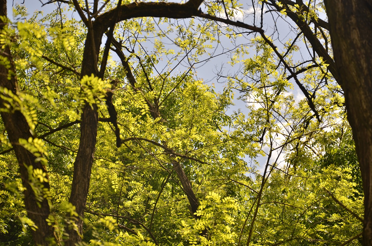 tree  nature  wood free photo