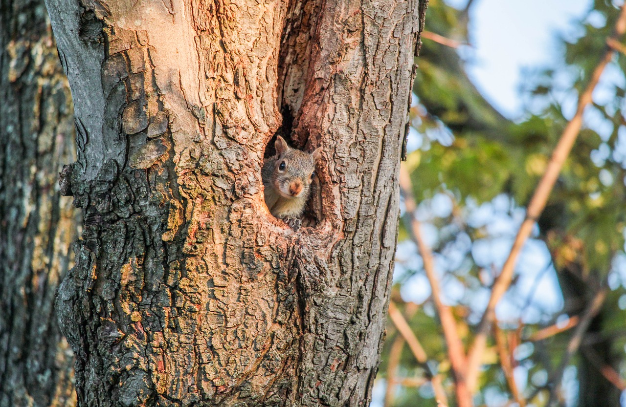 tree  wood  nature free photo