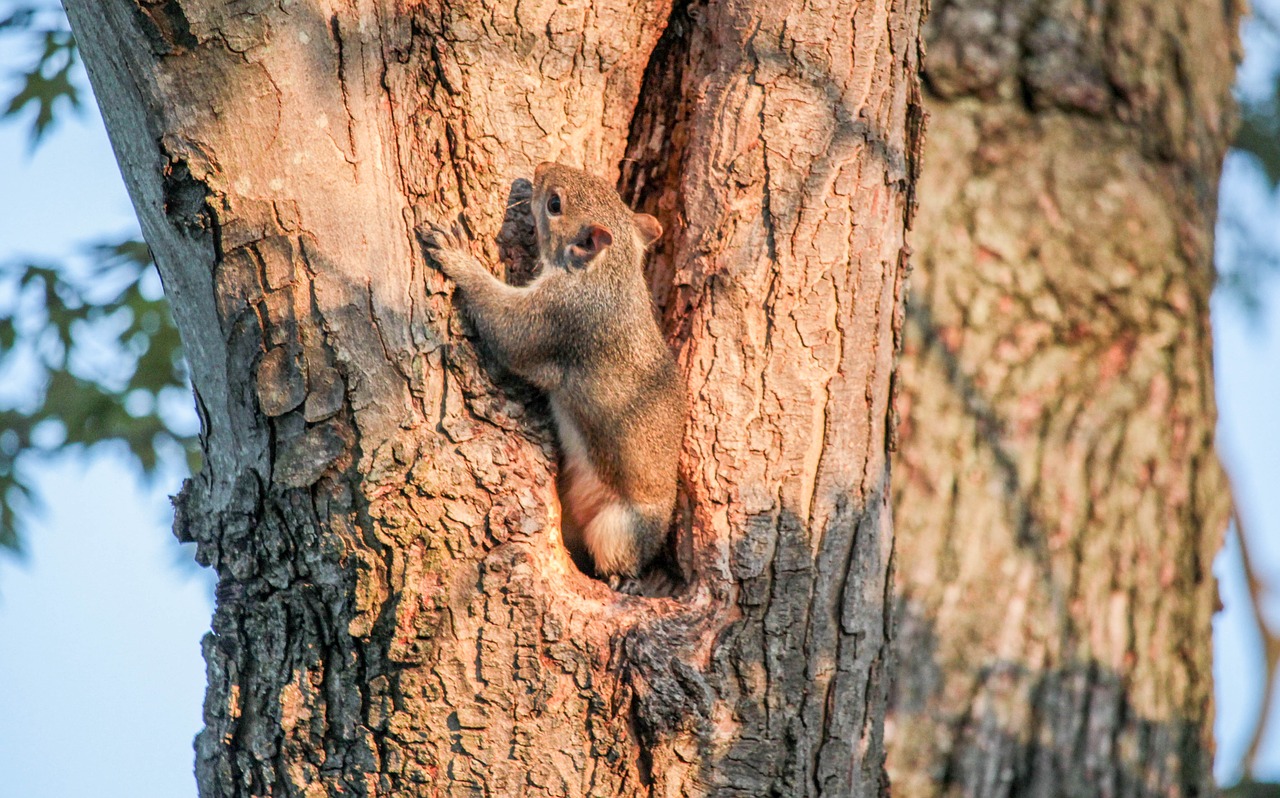 tree  wood  nature free photo