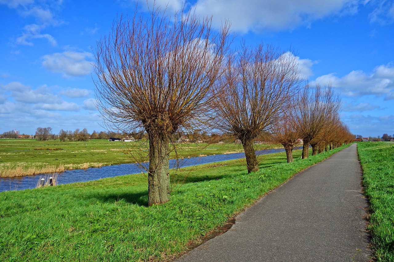 tree  pollards  willow free photo