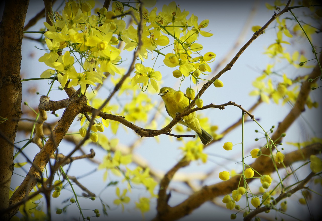 tree  branch  nature free photo