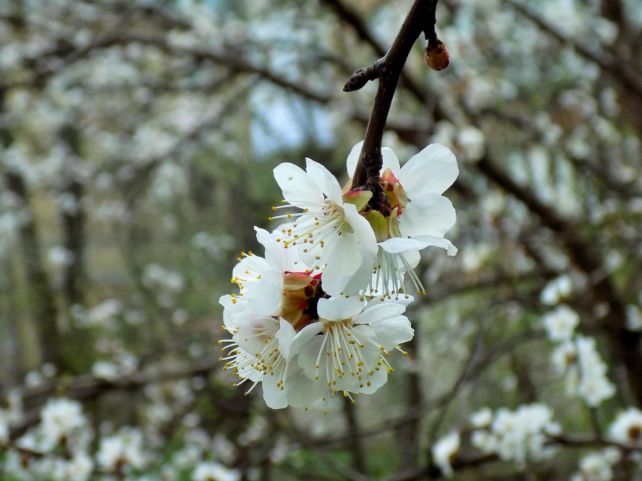 tree  flower  branch free photo