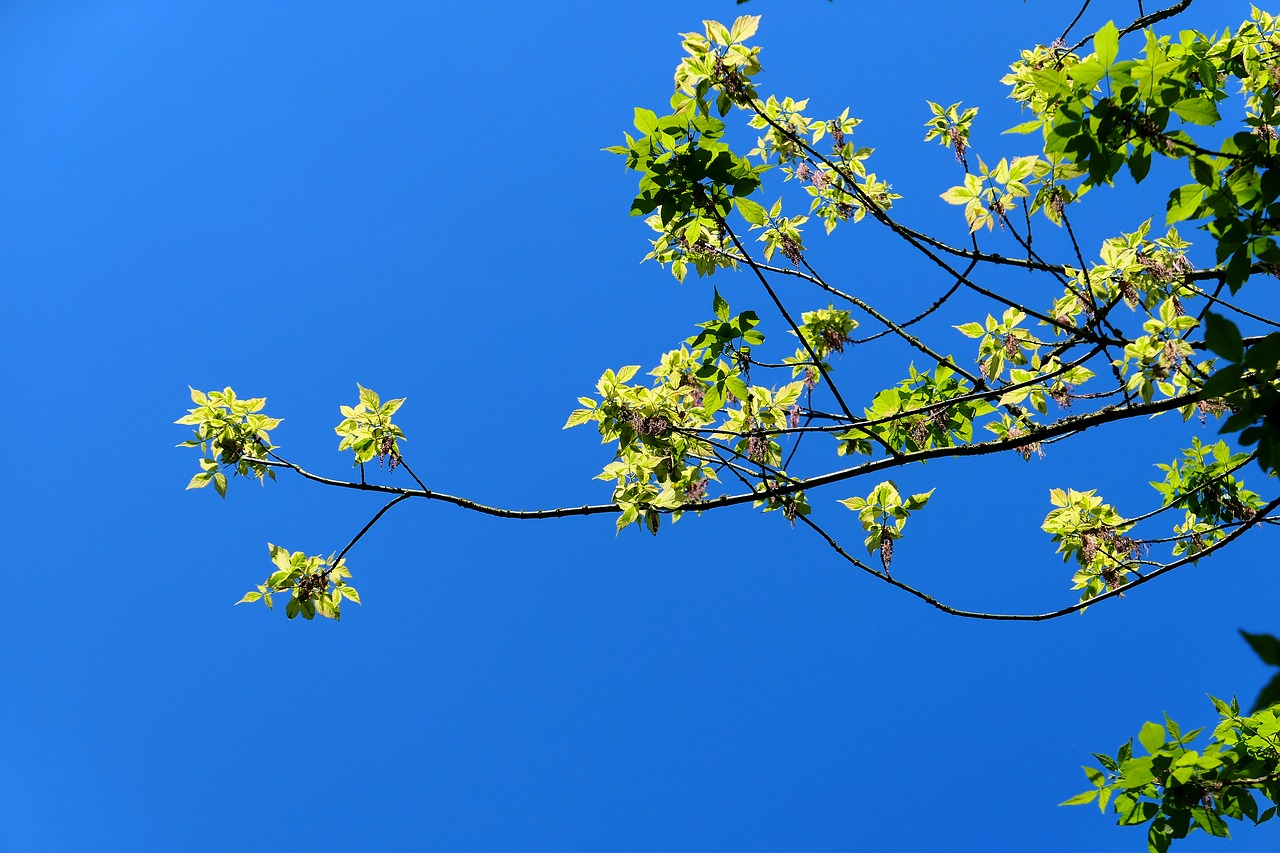 tree  nature  plant free photo