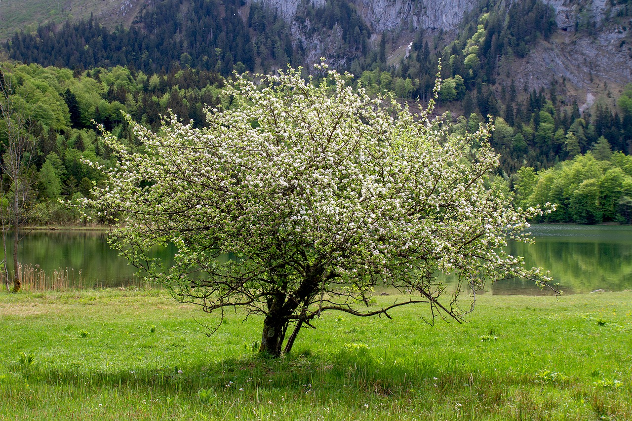 tree  flowers  landscape free photo