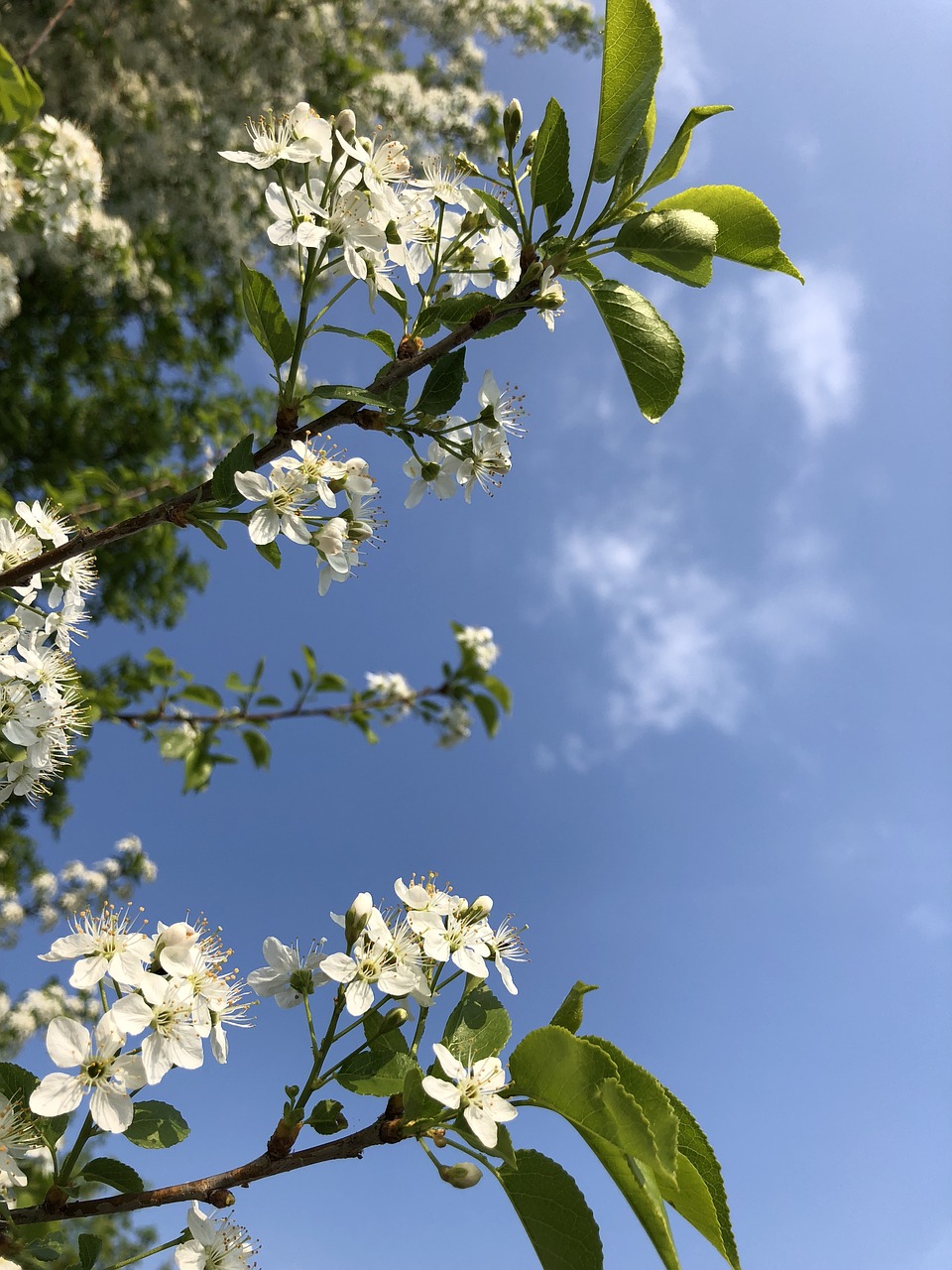 tree  flower  plant free photo