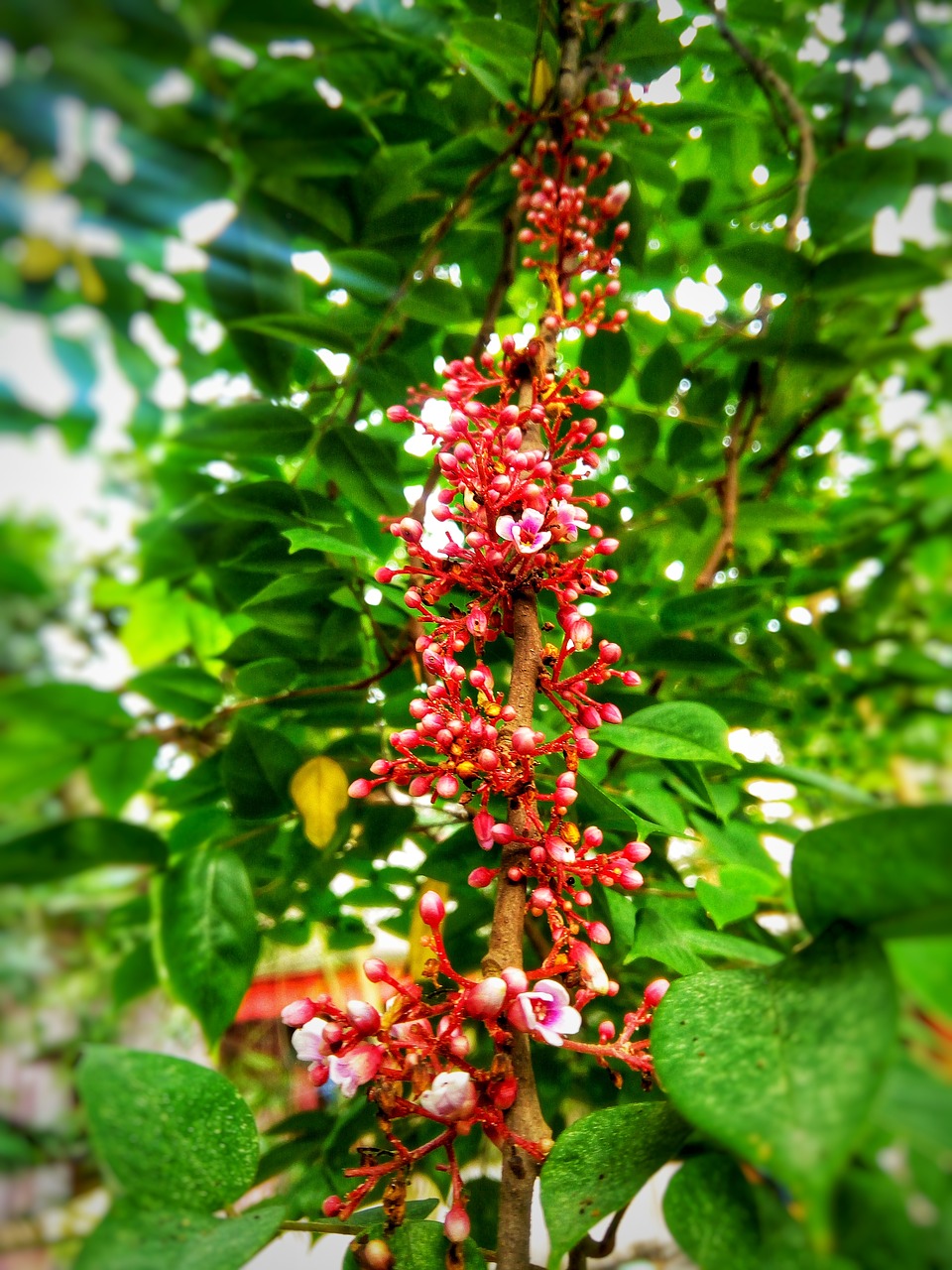 tree  nature  fruit free photo