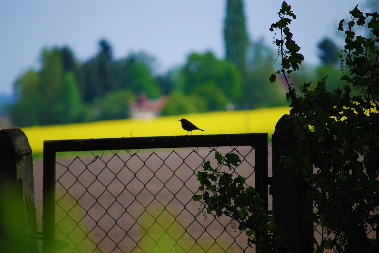 tree  fence  plant free photo