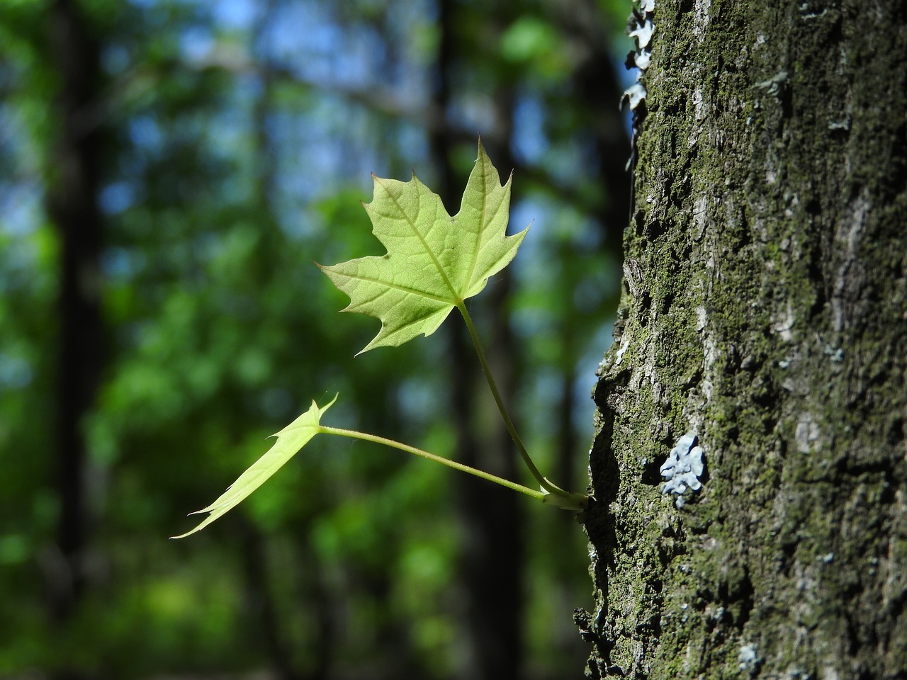 tree  wood  nature free photo