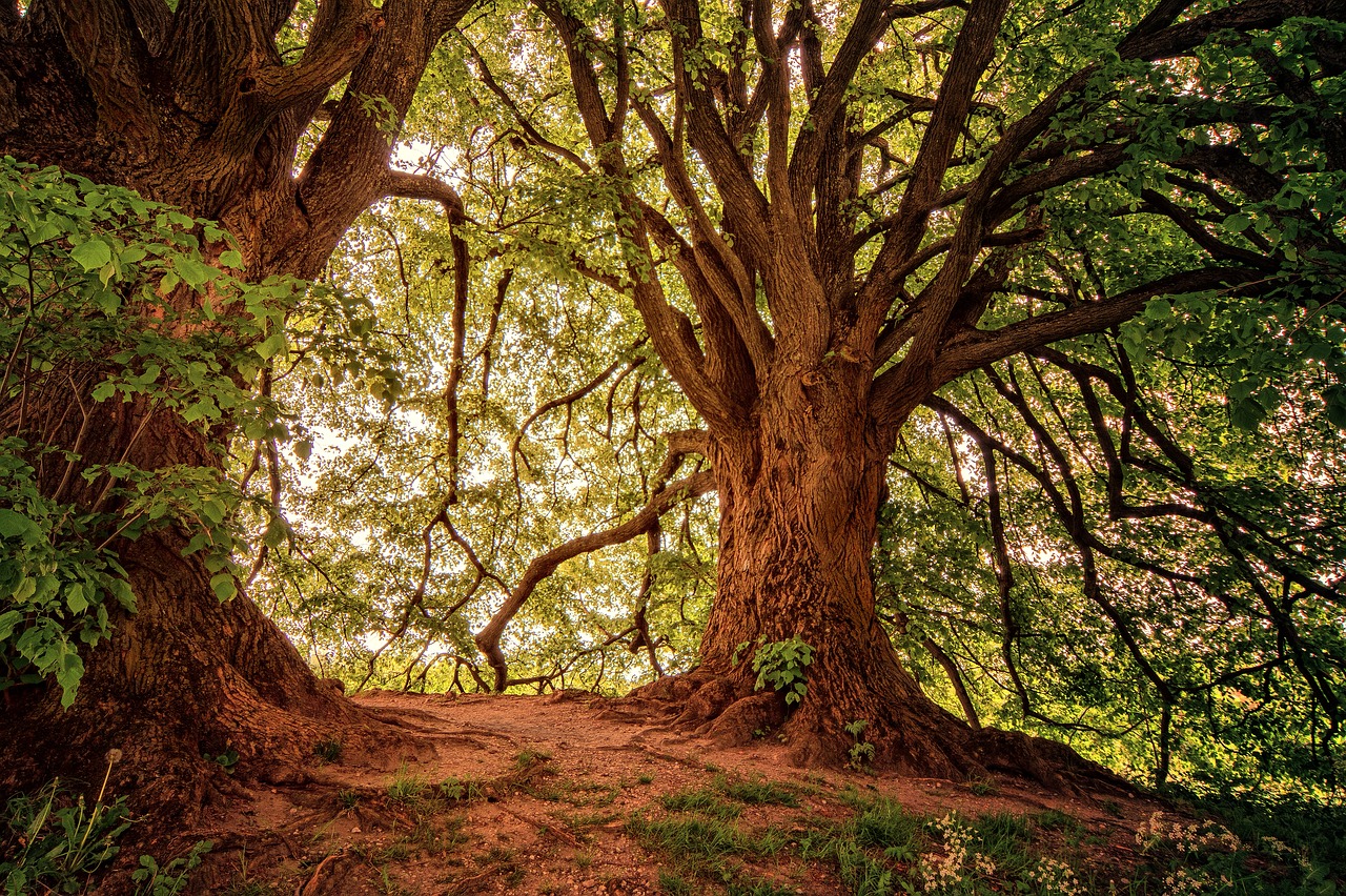 tree  nature  landscape free photo