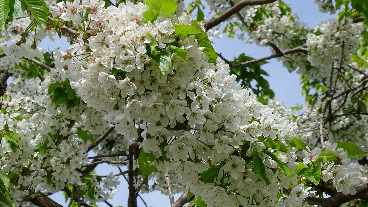 tree  branch  flower free photo