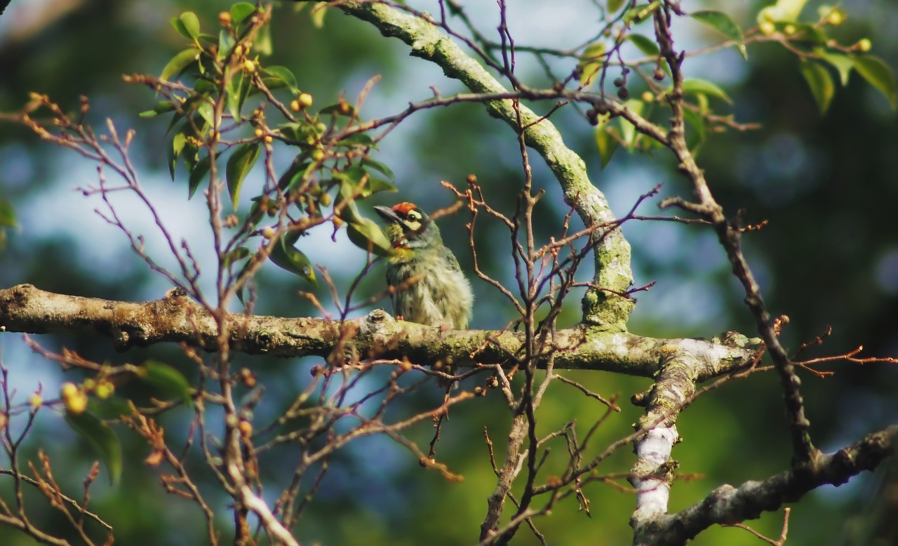 tree  wildlife  nature free photo