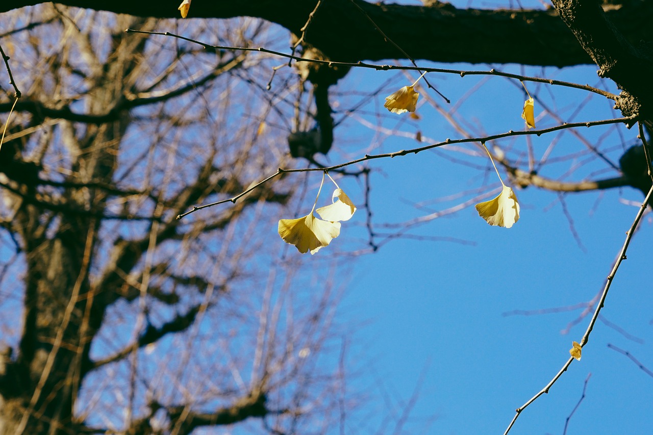 tree  nature  branch free photo