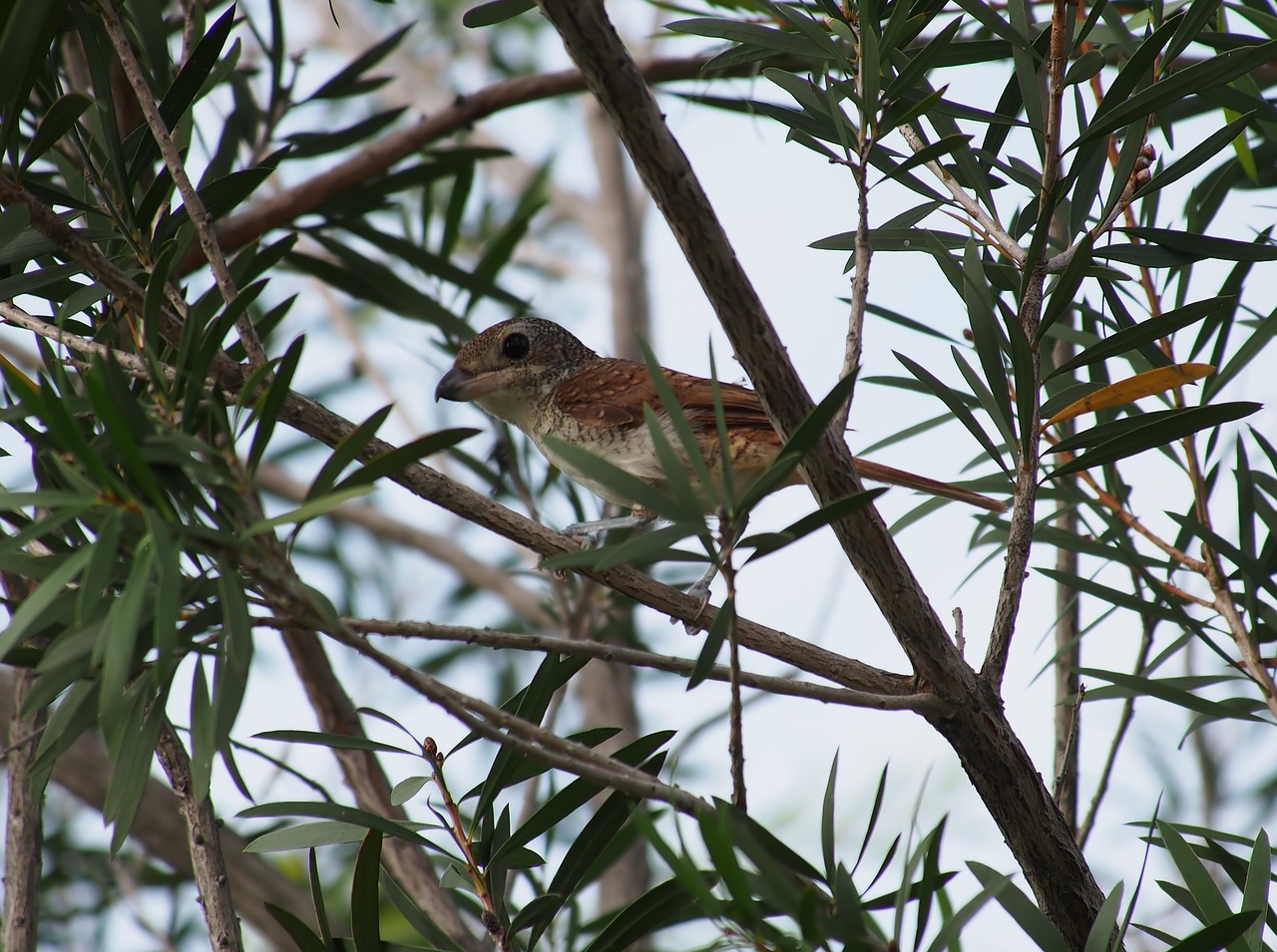 tree  nature  wildlife free photo