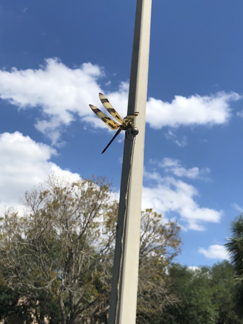 tree  sky  dragonfly free photo