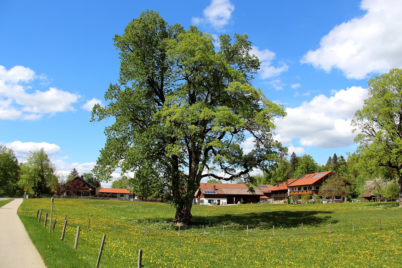 tree  nature  grass free photo