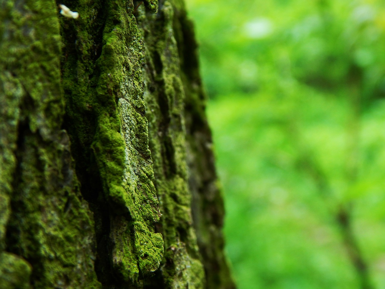 tree bark wood free photo