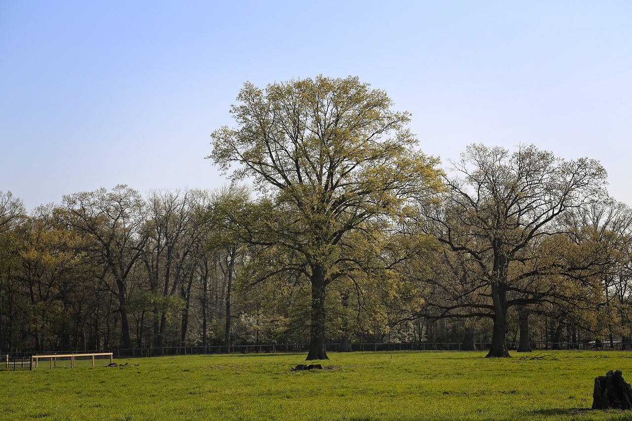 tree  nature  landscape free photo